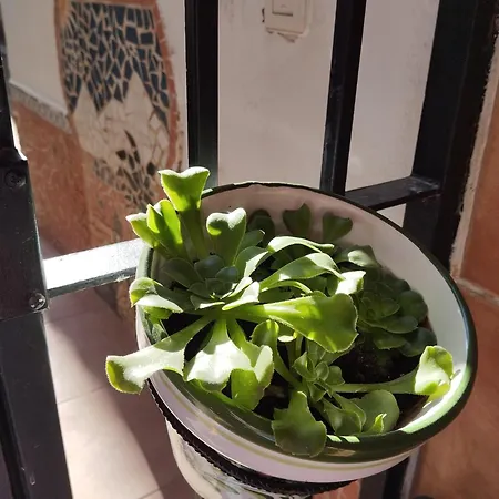 Apartmán Casa Altuna *